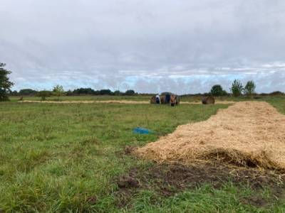 plantation d'une haie