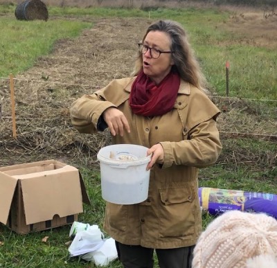 plantation d'une haie