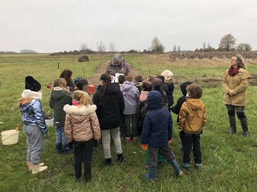 plantation d'une haie