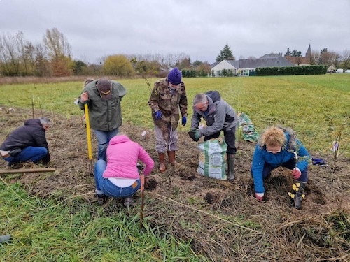 plantation d'une haie